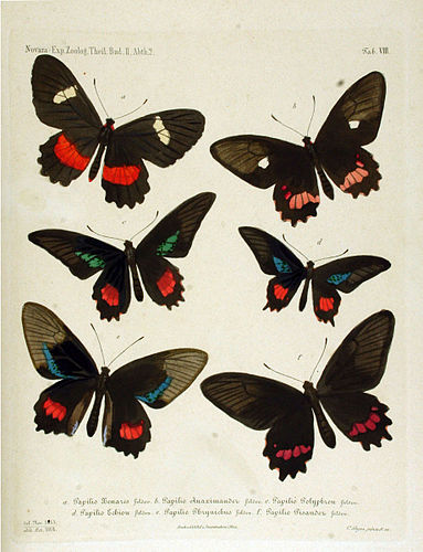 Parides echemon